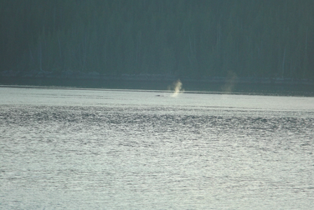 Inside Passage Marine Life-3